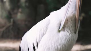 birds videos | beautiful birds videos