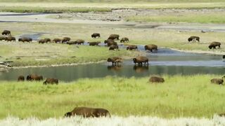 Bison Fight for Mating Rights |
