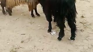 Goat fighting