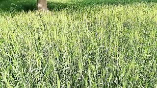 Sona Ugalti Zameen
