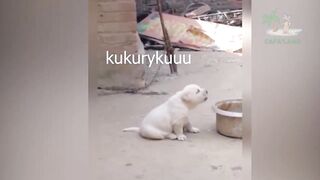 Funny Animals Videos will make you LAUGH