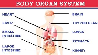 Inner body organs