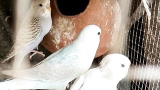 Birds Culture and Their Lifestyle