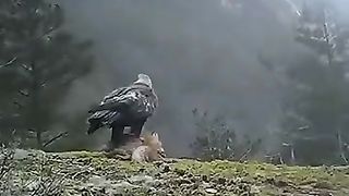 Blick eagle