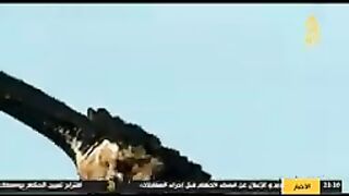 Bird video