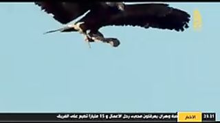 Bird amazing video
