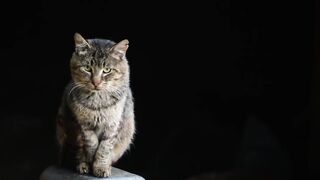 Ancient battle-scarred feral cat meets tiny kittens