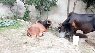 Cow Eid day