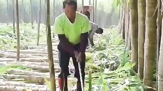 گنے کی فصل لگانے کا جدید طریقہ