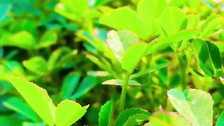 Peaceful nature #nature #fresh veg