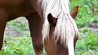 Horse Real Sound