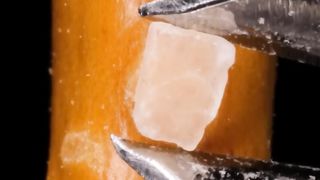 SALTED STICK Close Up ????