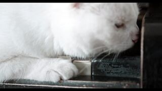 Paws Playing With Piano