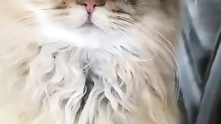 Showing My Beautiful Cat ❤️❤️❤️