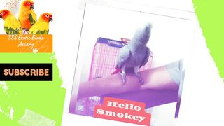 Smokey - My Grey Parrot