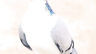 Cutest Shirazi Pigeon in The World