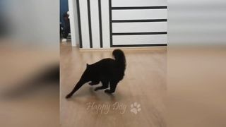 Funny animals - Funny cats / dogs - Funny animal videos 267