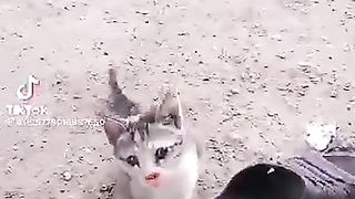 Very cute cat video