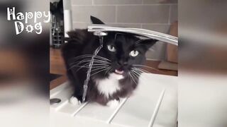 Funny animals - Funny cats / dogs - Funny animal videos