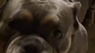 Funny animals - Funny cats / dogs - Funny animal videos