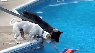 Funny animals - Funny cats / dogs - Funny animal videos