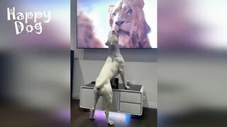 Funny animals - Funny cats / dogs - Funny animal videos #90