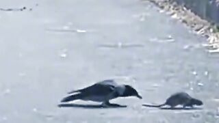 Funny video crow playing rat #funny