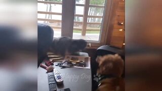 Funny animals - Funny cats / dogs - Funny animal videos