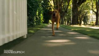 Cats and dogs funny video