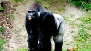 fun with animals