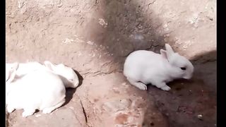 Cute Rabbits