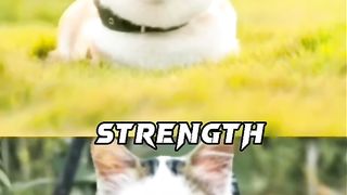 DOG VS CAT ----(720P_HD).