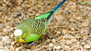 parrot