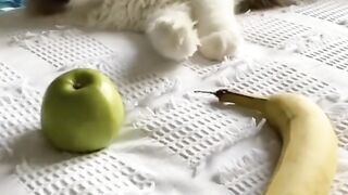 Cat Playing