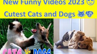 New Funny Videos 2023 dogs and cats