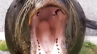 Animal eod fash
