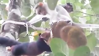 Monki ka dog ko marna