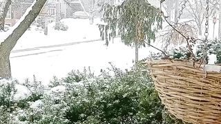 Snow at Toronto Canada❄️????️❄️????????????????????