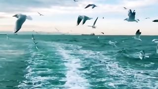 Sea birds flying beautiful