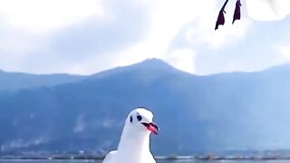 Lovely bird's