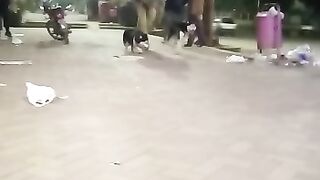 Siberian husky