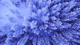 Snowfall Winter Nature