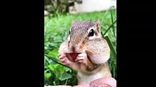 The cute chipmunks is eating dried fruits