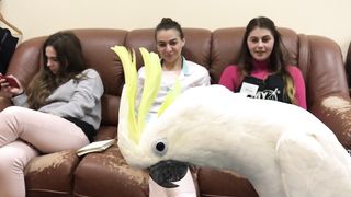 Какаду Кирюня кошмарит сотрудников My Salon