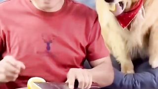 Dog ???? joke