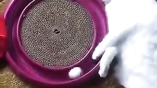 Cat play