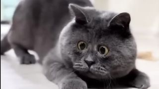 Very funny cat videos #animalvideofunny