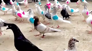 Beautiful birds