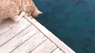 Cat cute funny videos #animalvideo