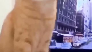 Fofos e espertos!!
